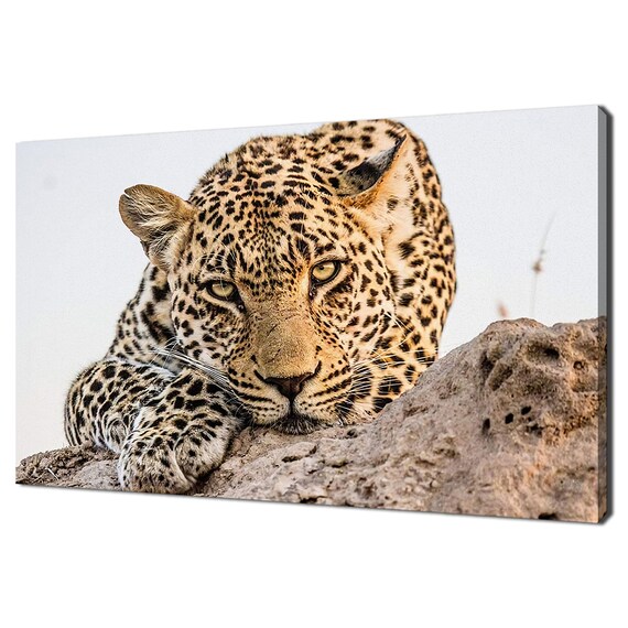 Leopard Resting On Rock Intense Gaze Wildlife Photography Poster
