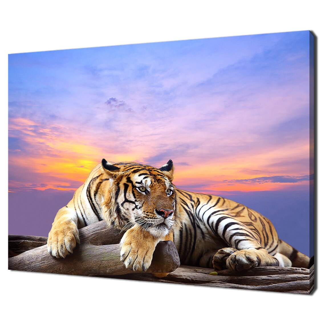 Tiger Resting On Log Pink Purple Sunset Sky Wildlife Photo Poster