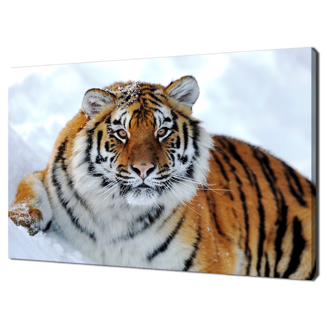 Siberian Tiger Lying In Snow Close Up Portrait Wildlife Photo Wall Art