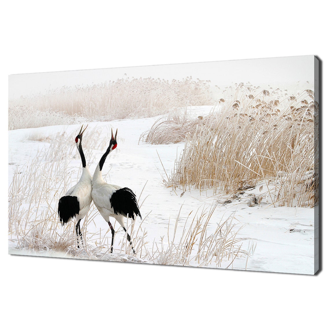 Red Crowned Cranes Calling Snowy Wetland Golden Reeds Wildlife Poster