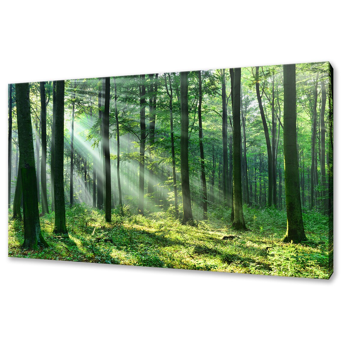 Sunrays Shining Through Green Forest Trees, Wall Art Print