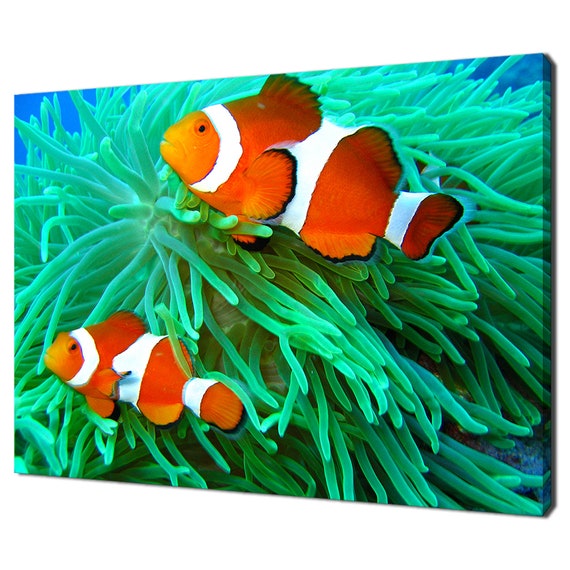 Clown Fish Underwater Modern Design Art Print