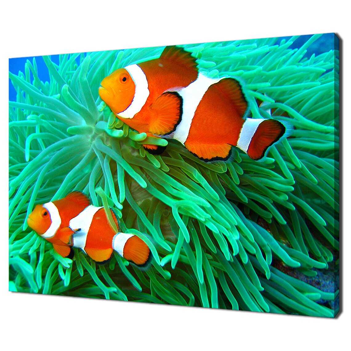 Clown Fish Underwater Modern Design Art Print