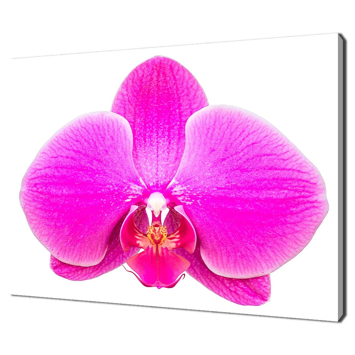 Pink Orchid Flower Close Up Modern Floral Photography Wall Art Print