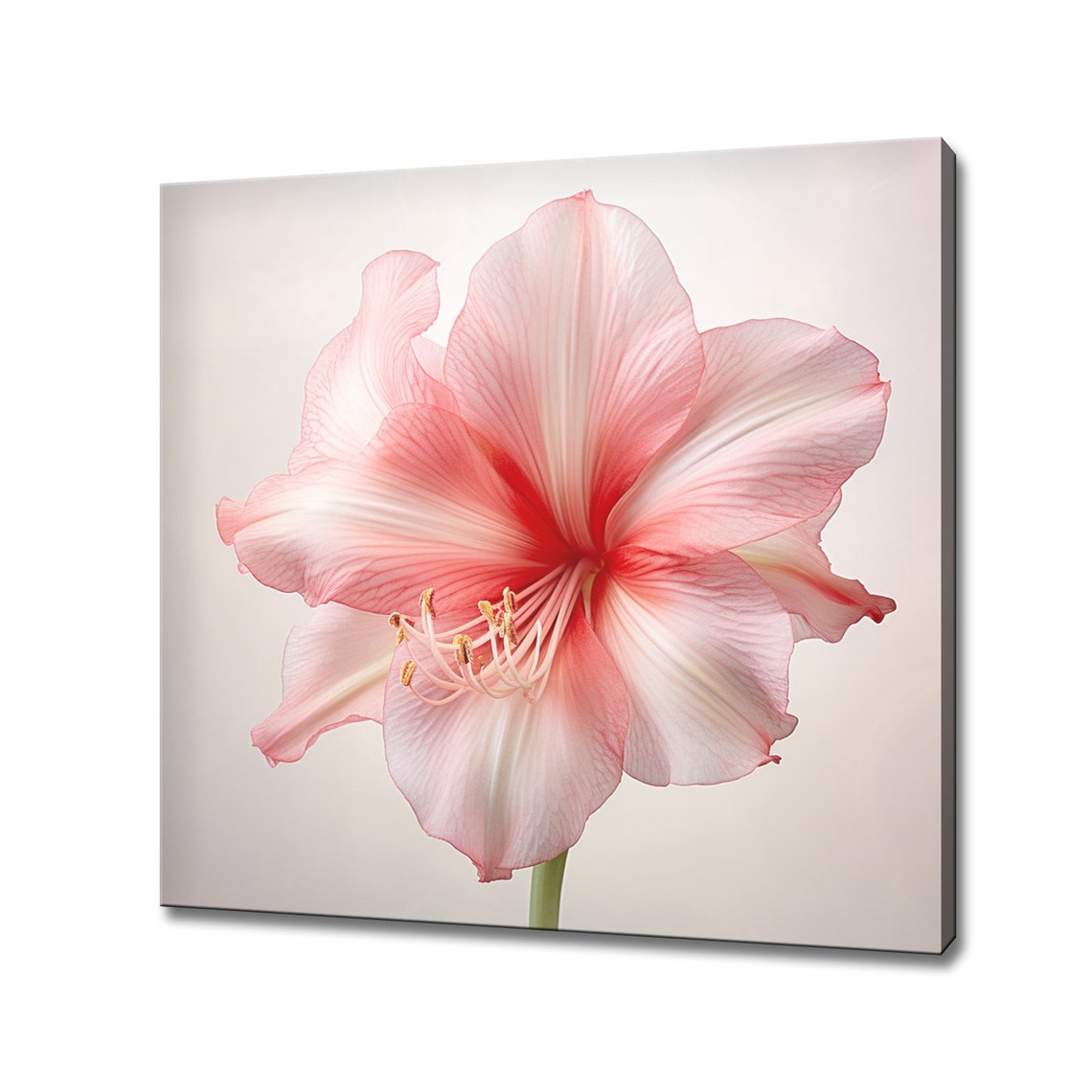 Pink Amaryllis Flower Close Up Translucent Petals Botanical Wall Art