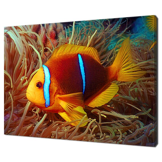 Beautiful Tropical Clown Fish Anemone Fish Underwater Fish Modern Design Home Decor Print Wall Art Picture Wall Hanging