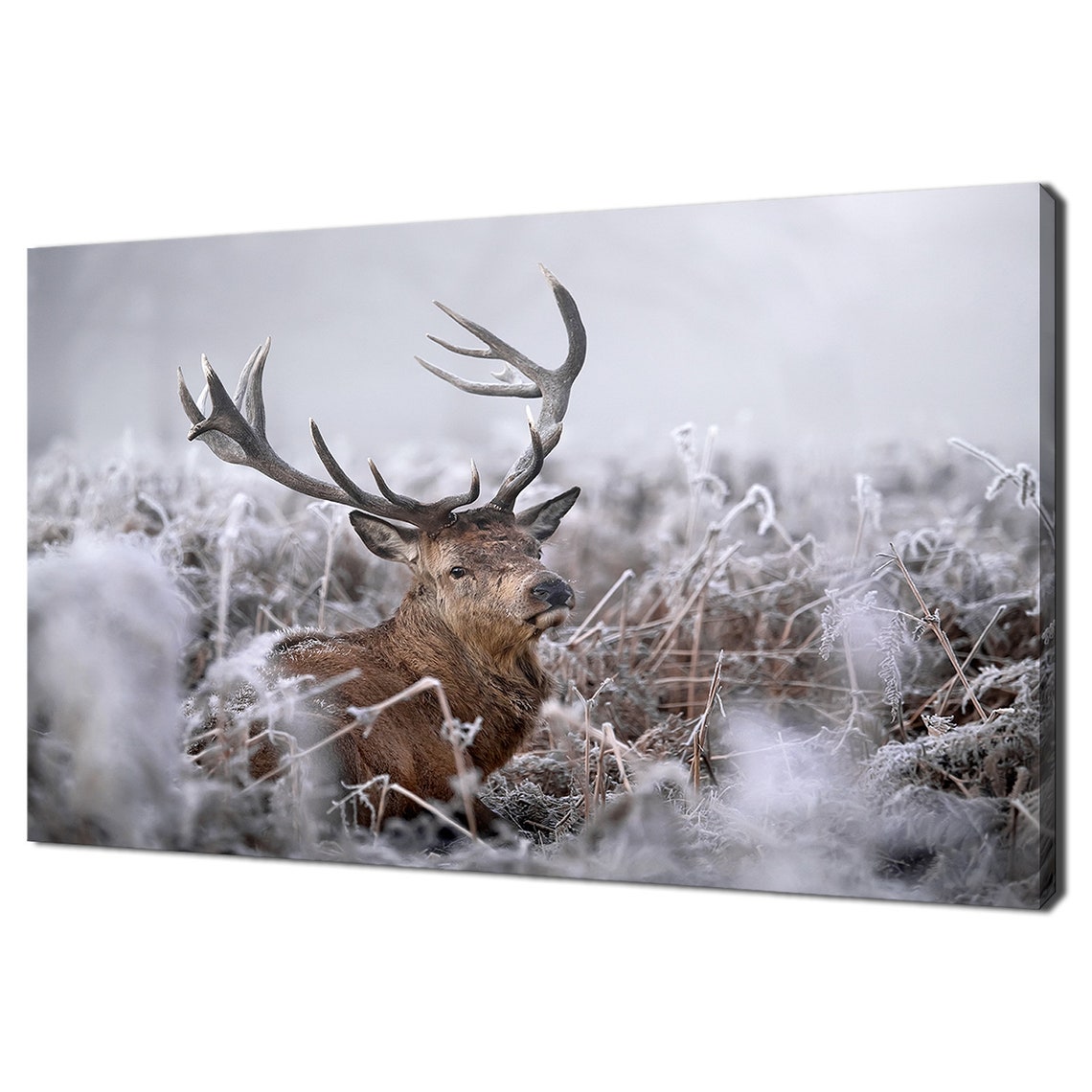 Red Deer Stag Resting In Frosty Winter Forest Wildlife Art Print