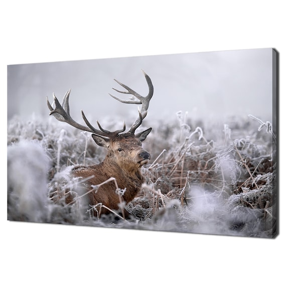 Red Deer Stag Resting In Frosty Winter Forest Wildlife Art Print
