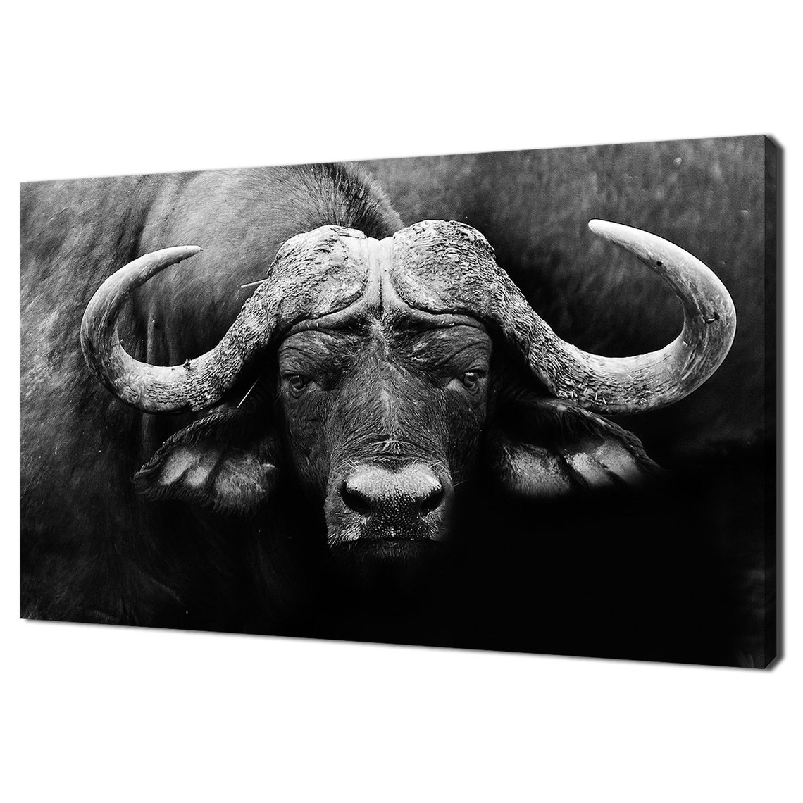 African Buffalo Close Up Black White Wildlife Portrait Safari Wall Art
