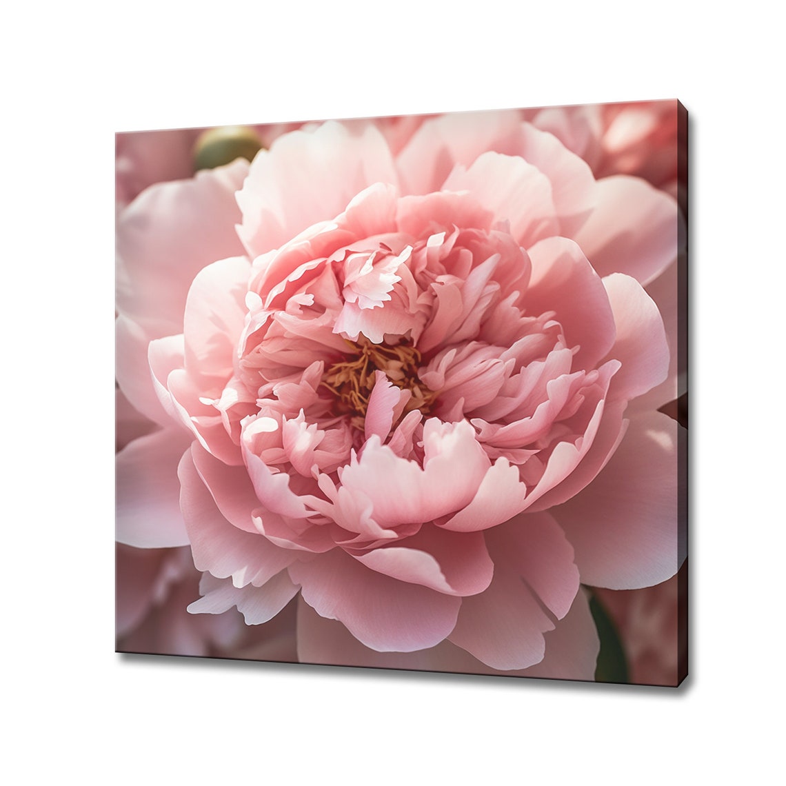 Lush Pink Peony Bloom Macro Close Up Romantic Floral Wall Art Print
