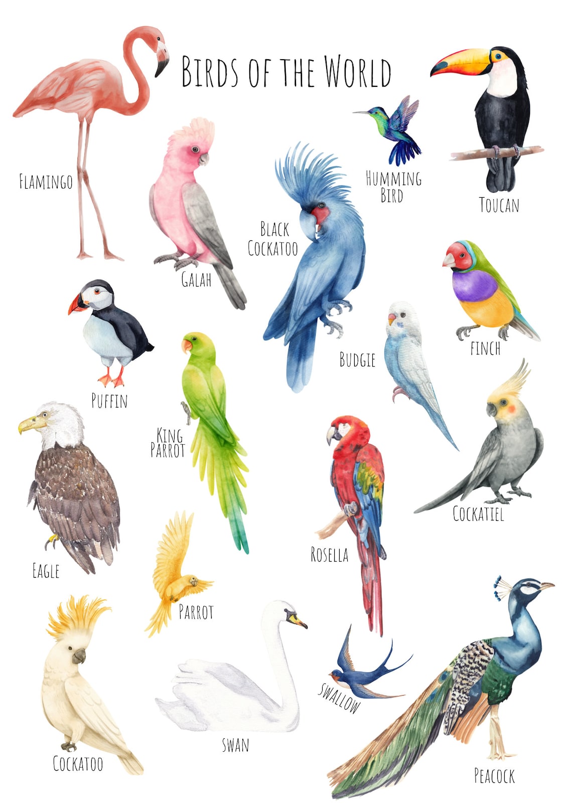 Birds Of The World Poster, Animal Wildlife Art Print - Image 6