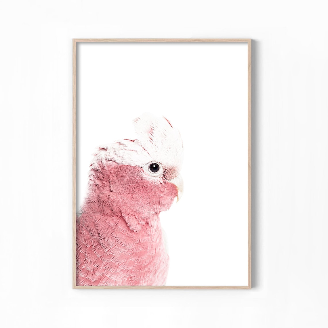 Galah Bird Photography Print, Australian Native Bird