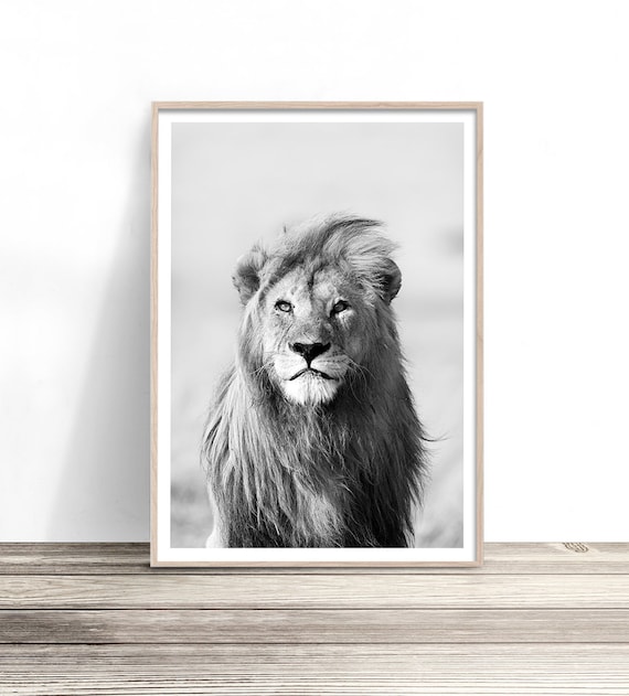 Lion Portrait Black And White Direct Gaze Wildlife Safari Art Poster