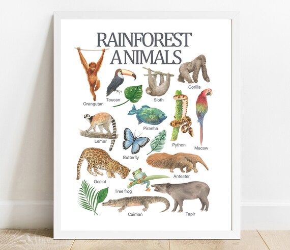 Rainforest Animals Watercolor Chart Fourteen Species Kids Poster