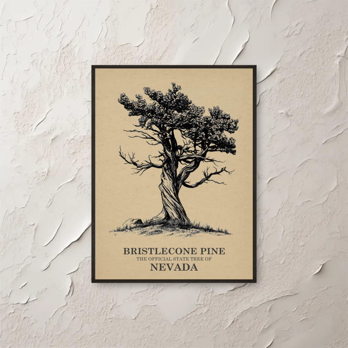 Bristlecone Pine Nevada State Tree Vintage Botanical Art Poster