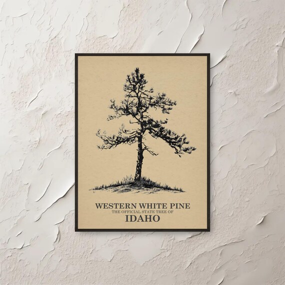Western White Pine Wall Art Idaho State Tree Print Vintage Botanical Poster Home Decor Nature