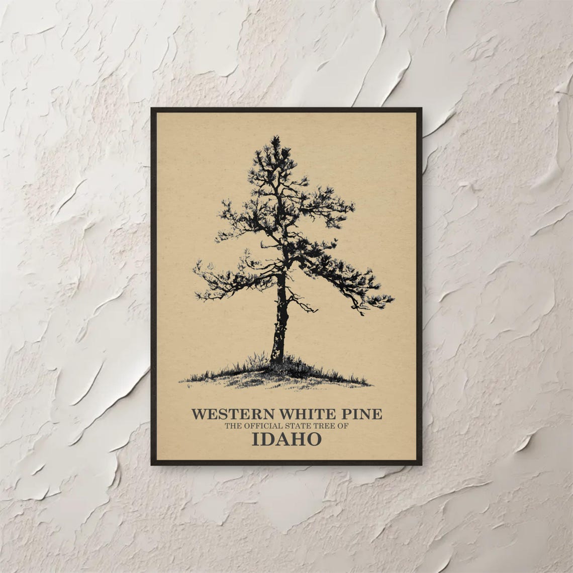 Western White Pine Idaho State Tree Vintage Botanical Sketch Poster