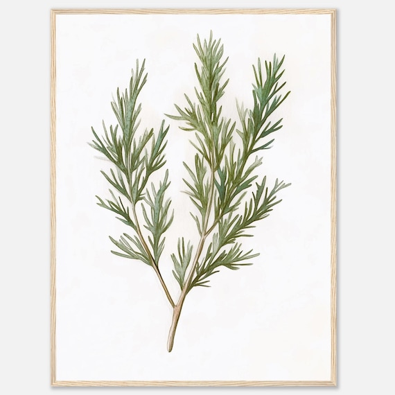 Dill Watercolor Print Herb Wall Art Green Herbs Botanical Illustration Kitchen Dining Room Food By Nataliaayuart