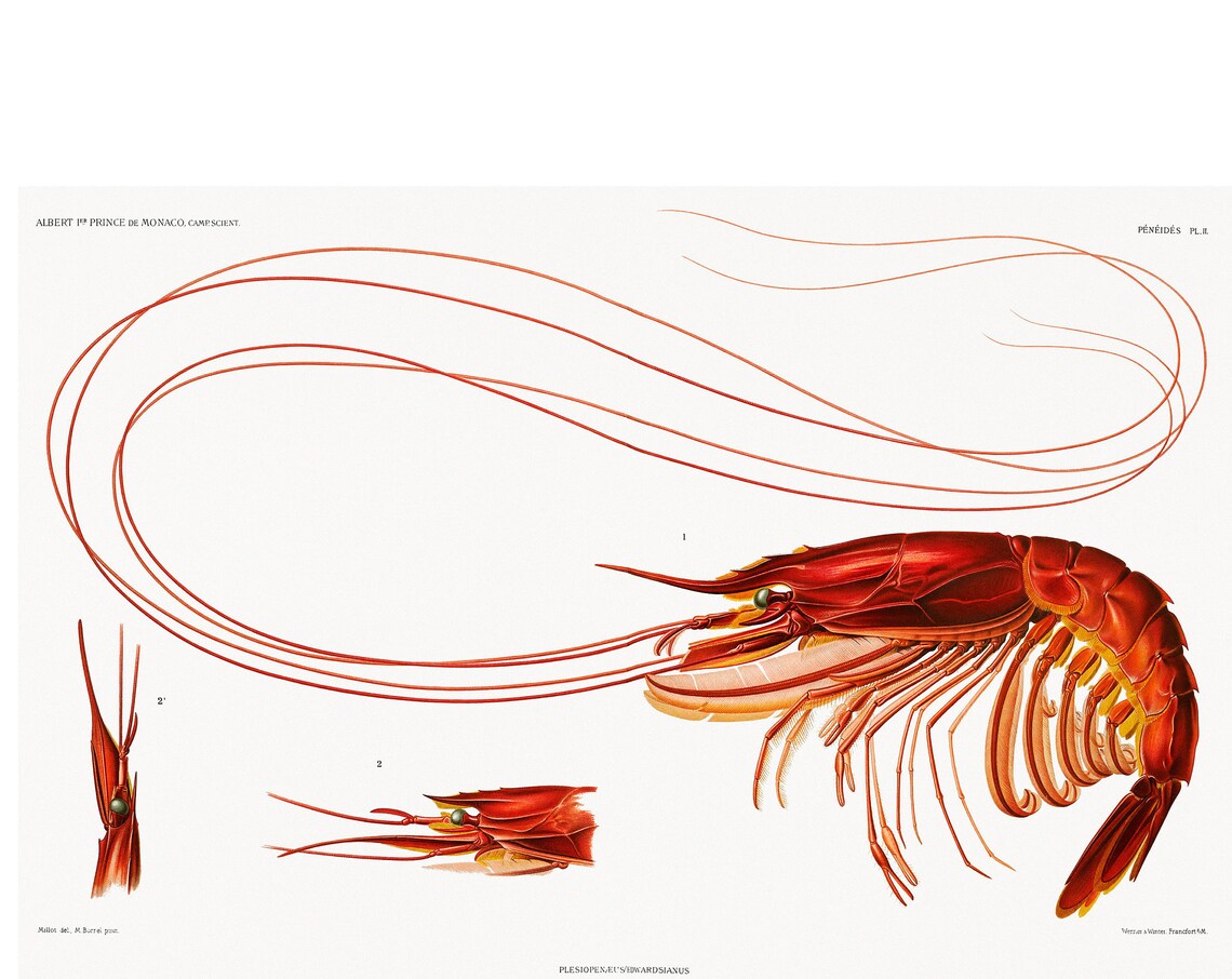 Shrimp Illustration, Scientific Campaign Results