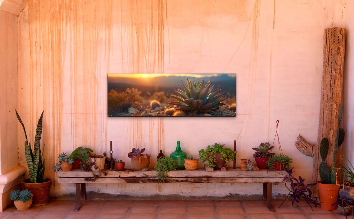 Agave Cactus, Southwest Style Desert Landscape - Image 5