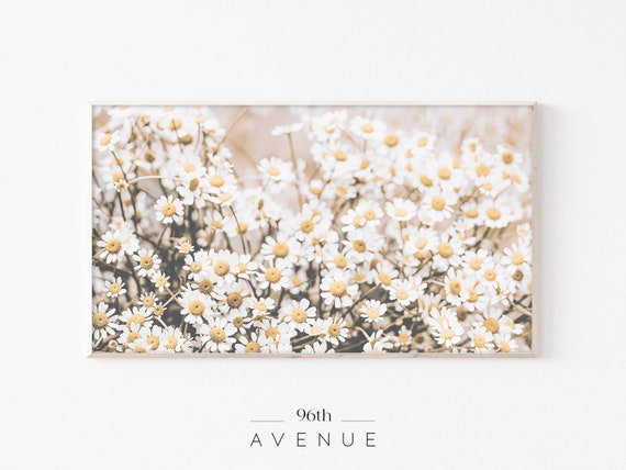 Daisy Botanical Art Print for TV, Spring Flowers