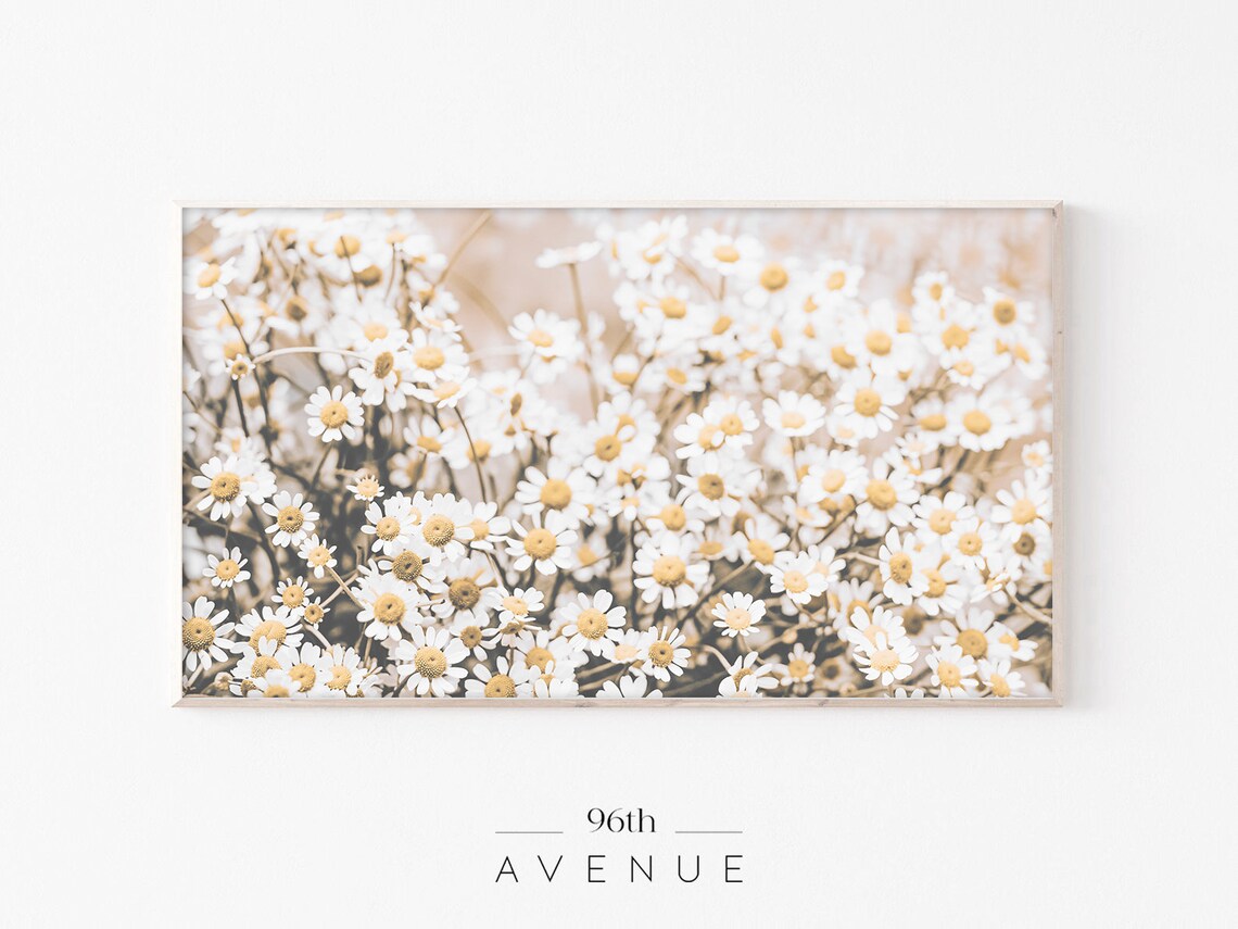 Daisy Botanical Art Print for TV, Spring Flowers