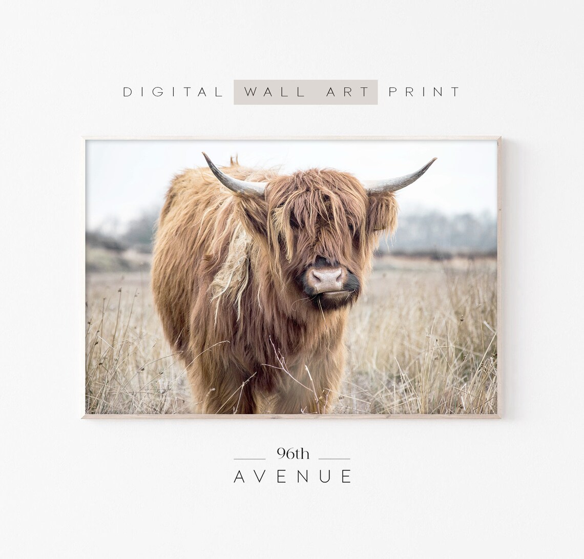 Highland Cow Print, Farmhouse Animal Wall Art