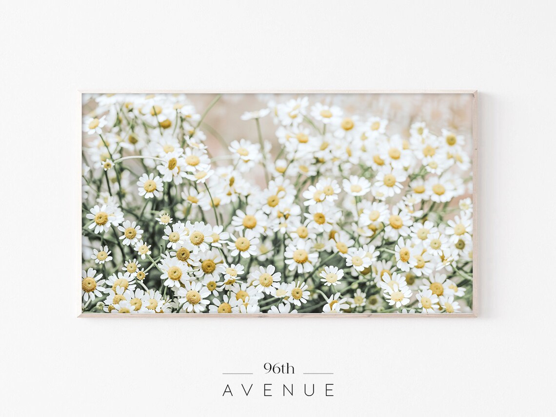Daisy Botanical Art for TV, Spring Flowers Poster