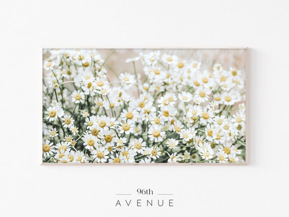 Daisy Botanical Art for TV, Spring Flowers Poster