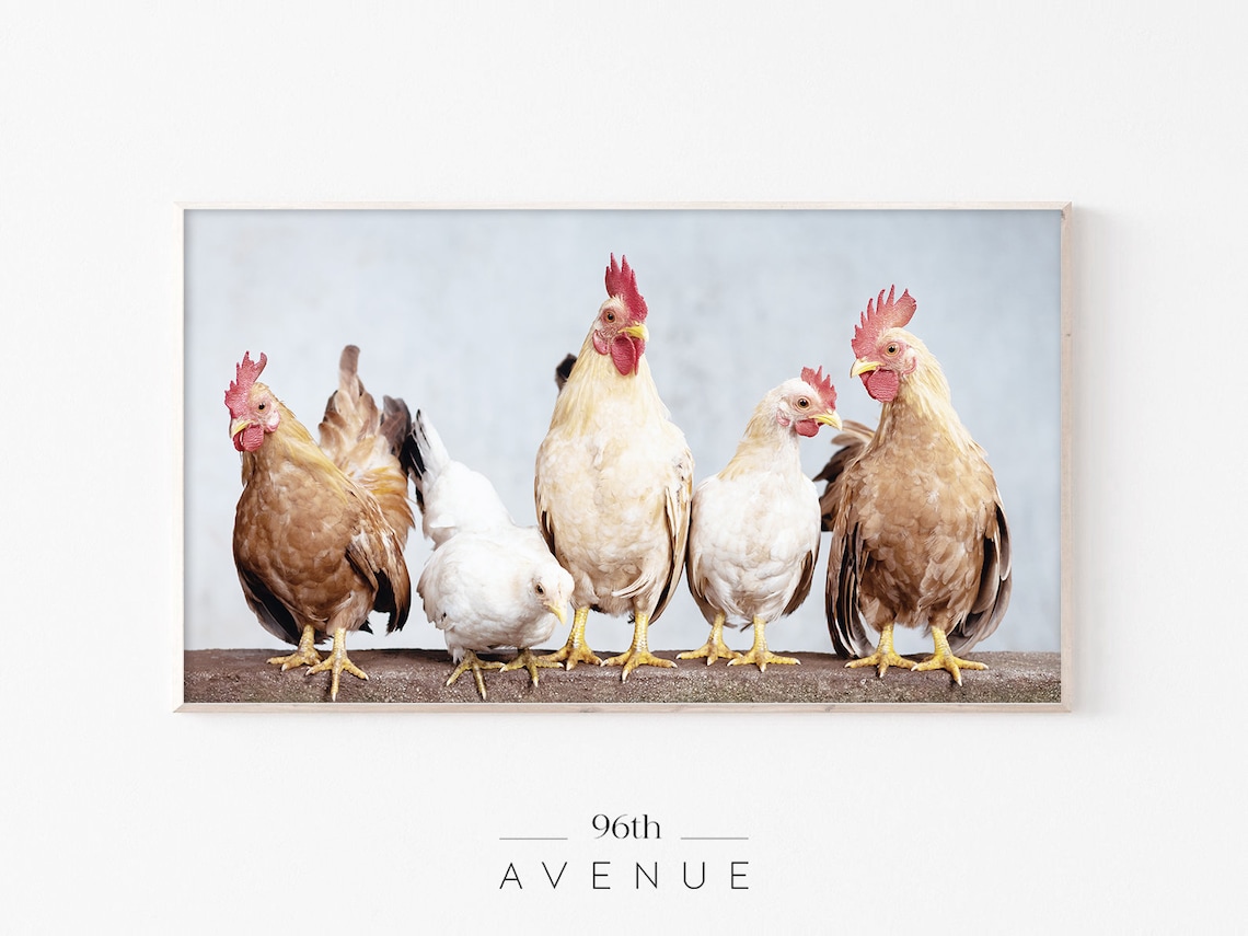 Five Chickens And Roosters In A Row Funny Farm Animal Photo Poster
