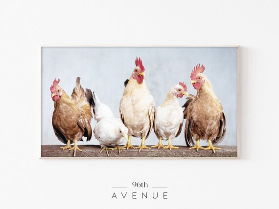 Five Chickens And Roosters In A Row Funny Farm Animal Photo Poster