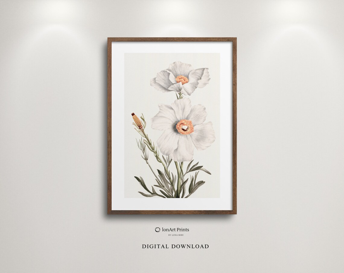 White Poppies Vintage Botanical Floral Illustration Soft Neutral Poster