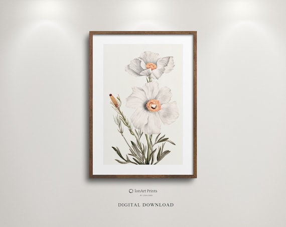 White Poppies Vintage Botanical Floral Illustration Soft Neutral Poster