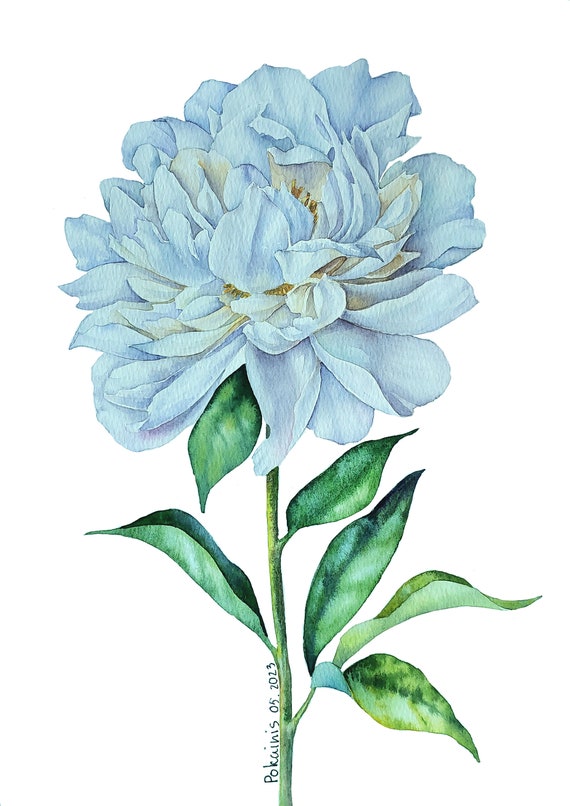 White Peony Watercolor Art Print, Botanical Wall Art