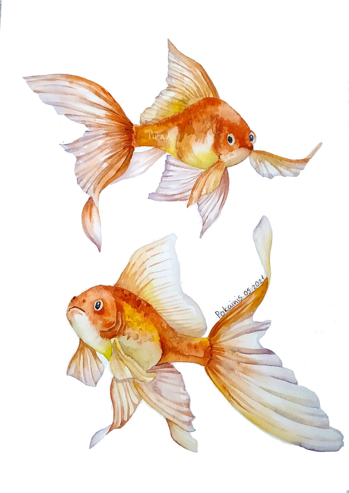 Two Orange Goldfish Swimming on White Watercolor Fish Art Poster