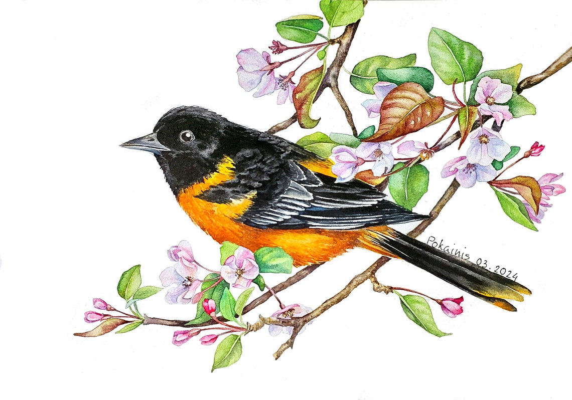 Baltimore Oriole Watercolor Bird on Pink Blossom Branch Poster