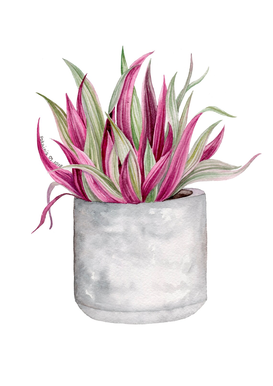 Pink Green Houseplant Striped Leaves Gray Pot Watercolor Poster
