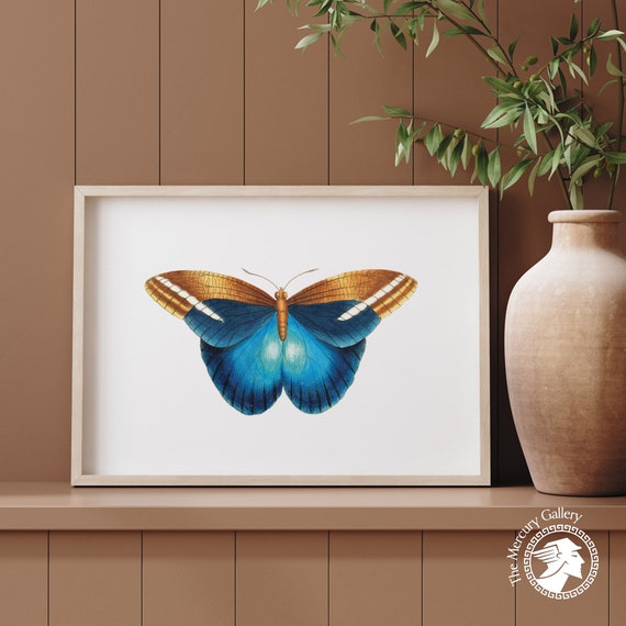 Vintage Butterfly Illustration Nauturalist Wall Art Teen Girls Bedroom Decor
