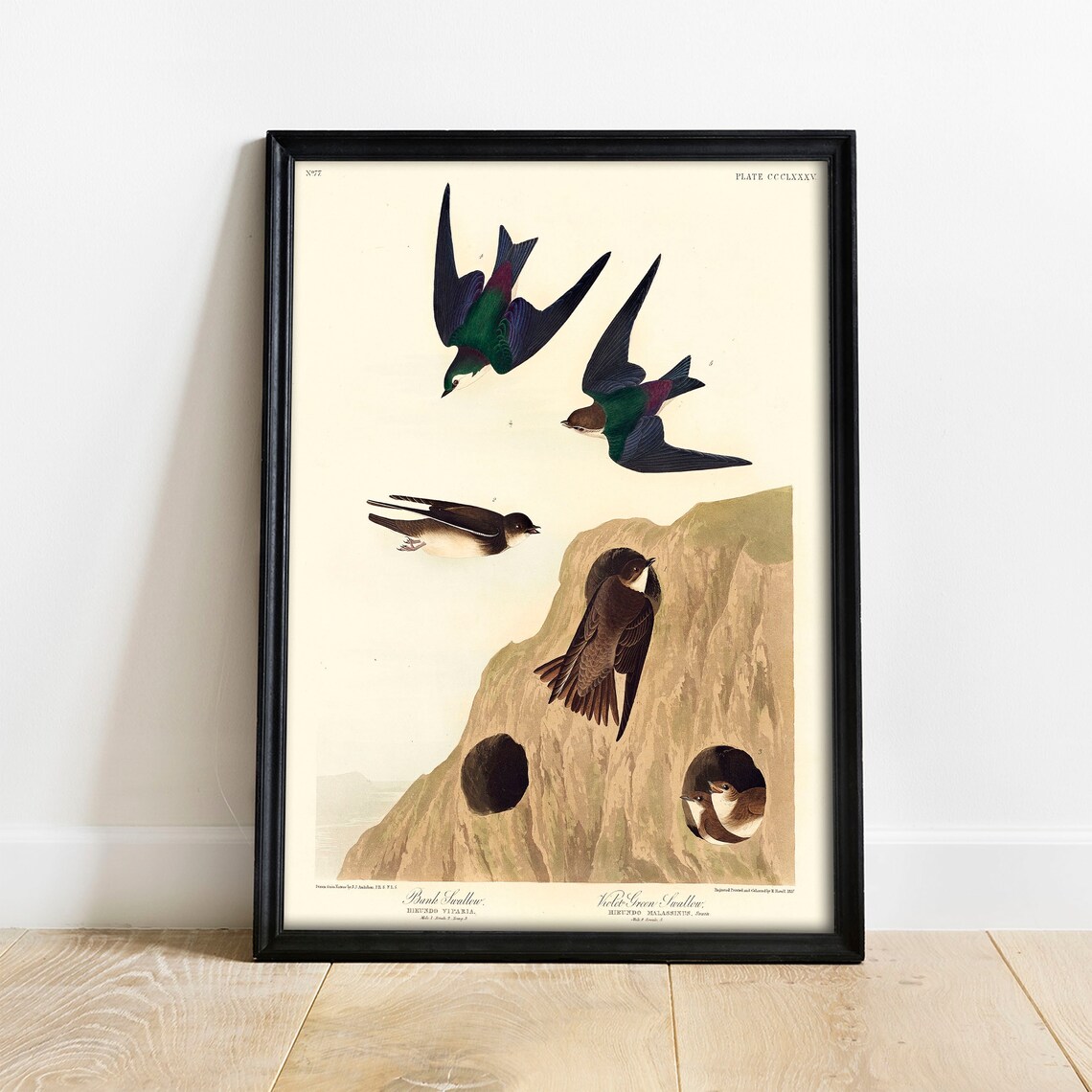 Swallow Print, Antique Bird Drawing Poster - Image 3