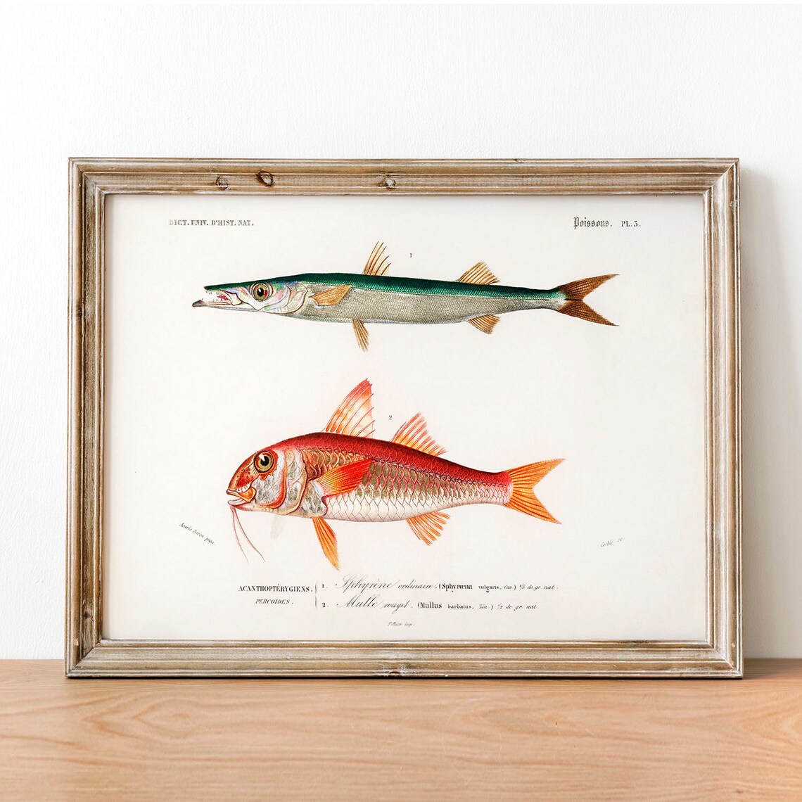 Vintage Fish Antique Print Illustration Art Print