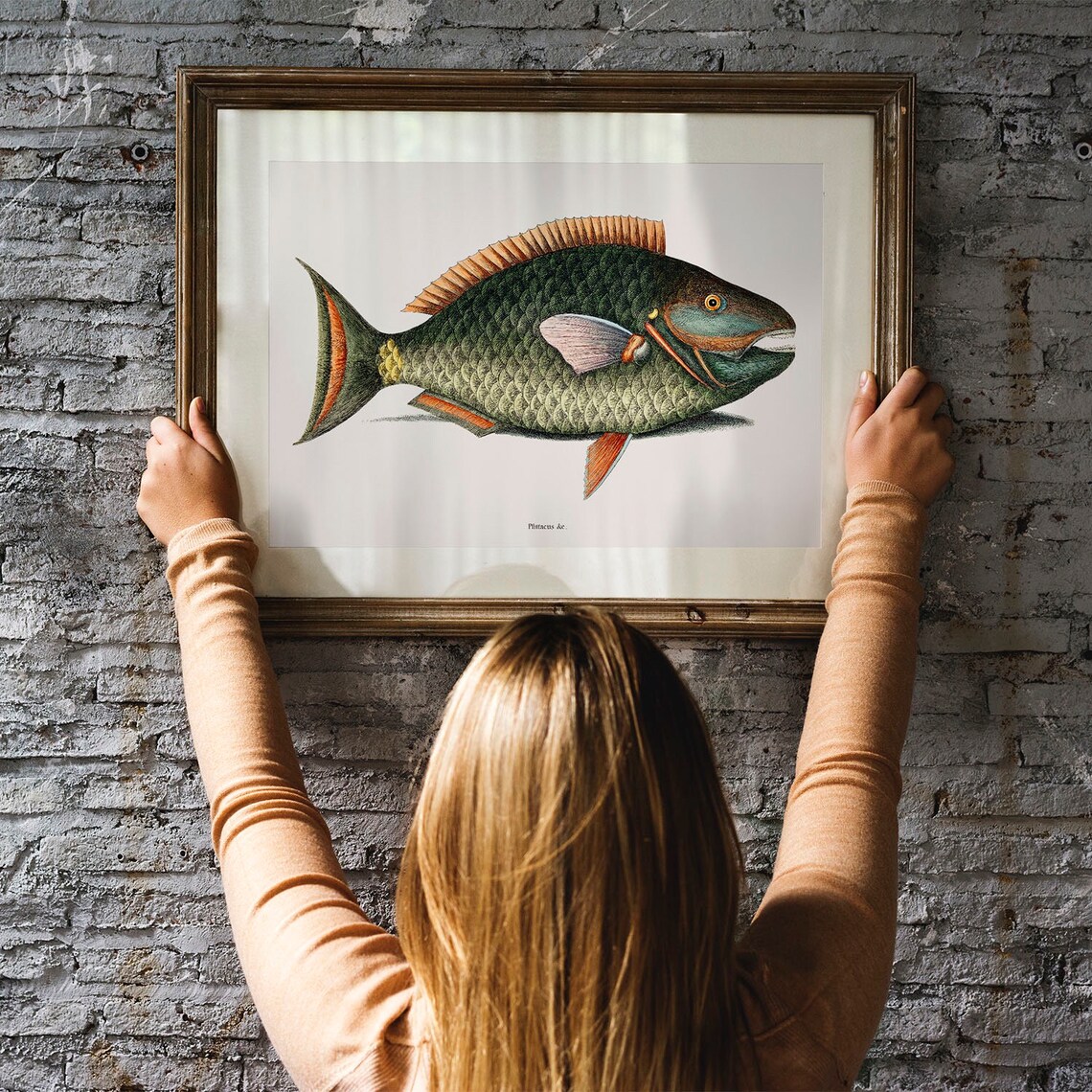 Antique Parrotfish Fish Engraving Vintage Tropical Aquarium Art Poster - Image 3