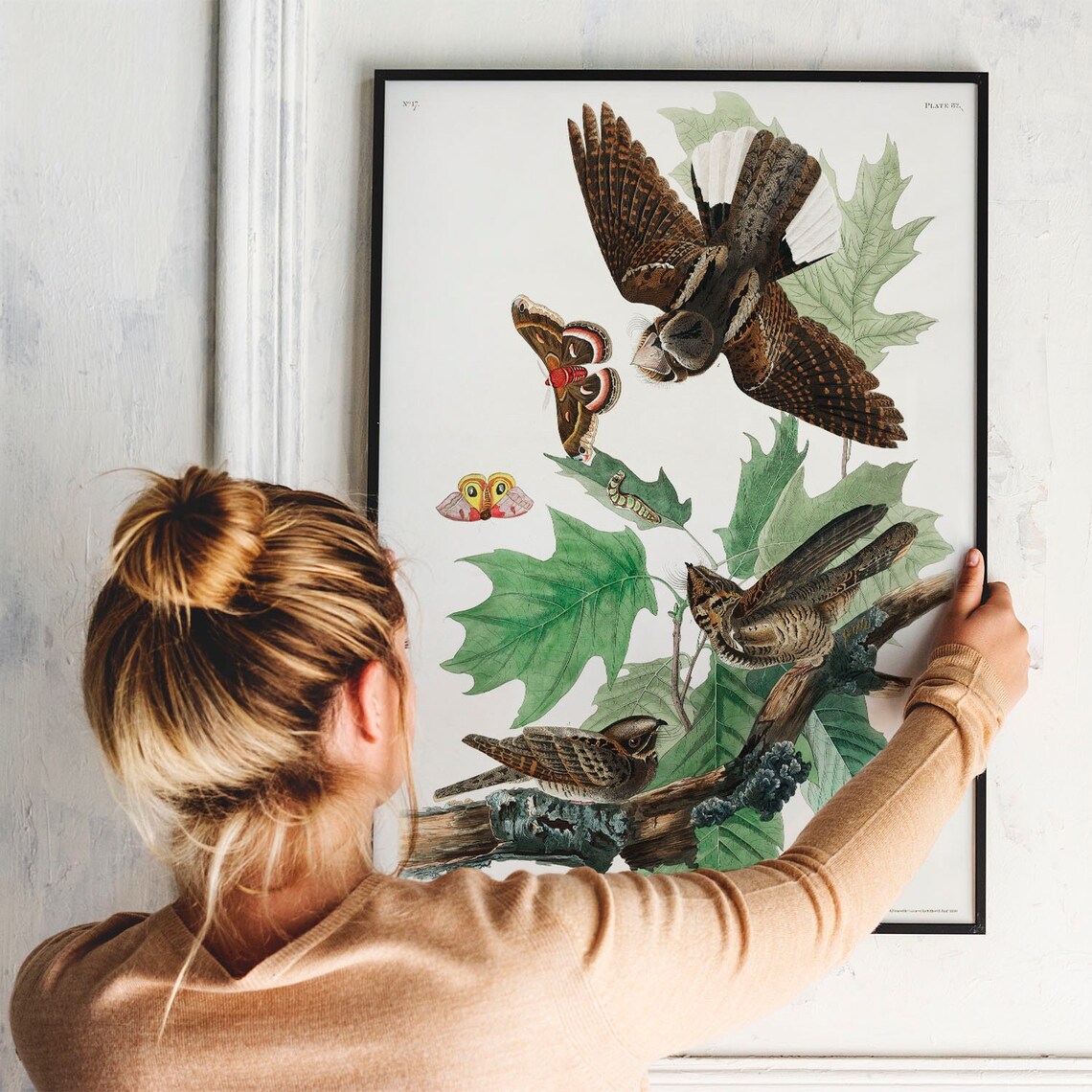 Whip Poor Will Antique Bird Drawing, Nature Print - Image 3