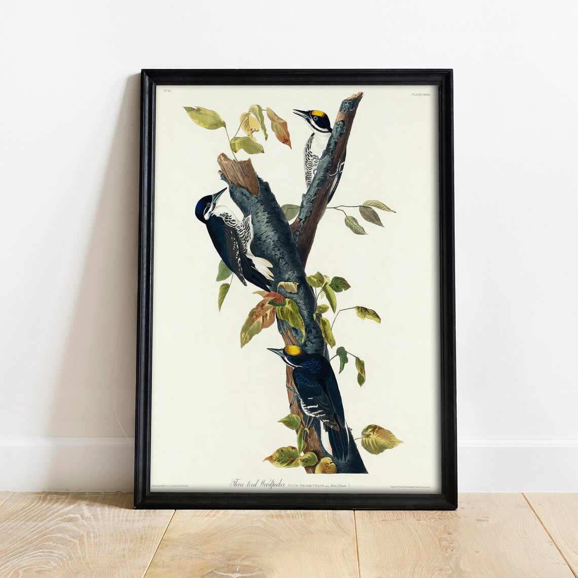 Audubon Three Toed Woodpecker Birds Vintage Ornithology Bird Poster