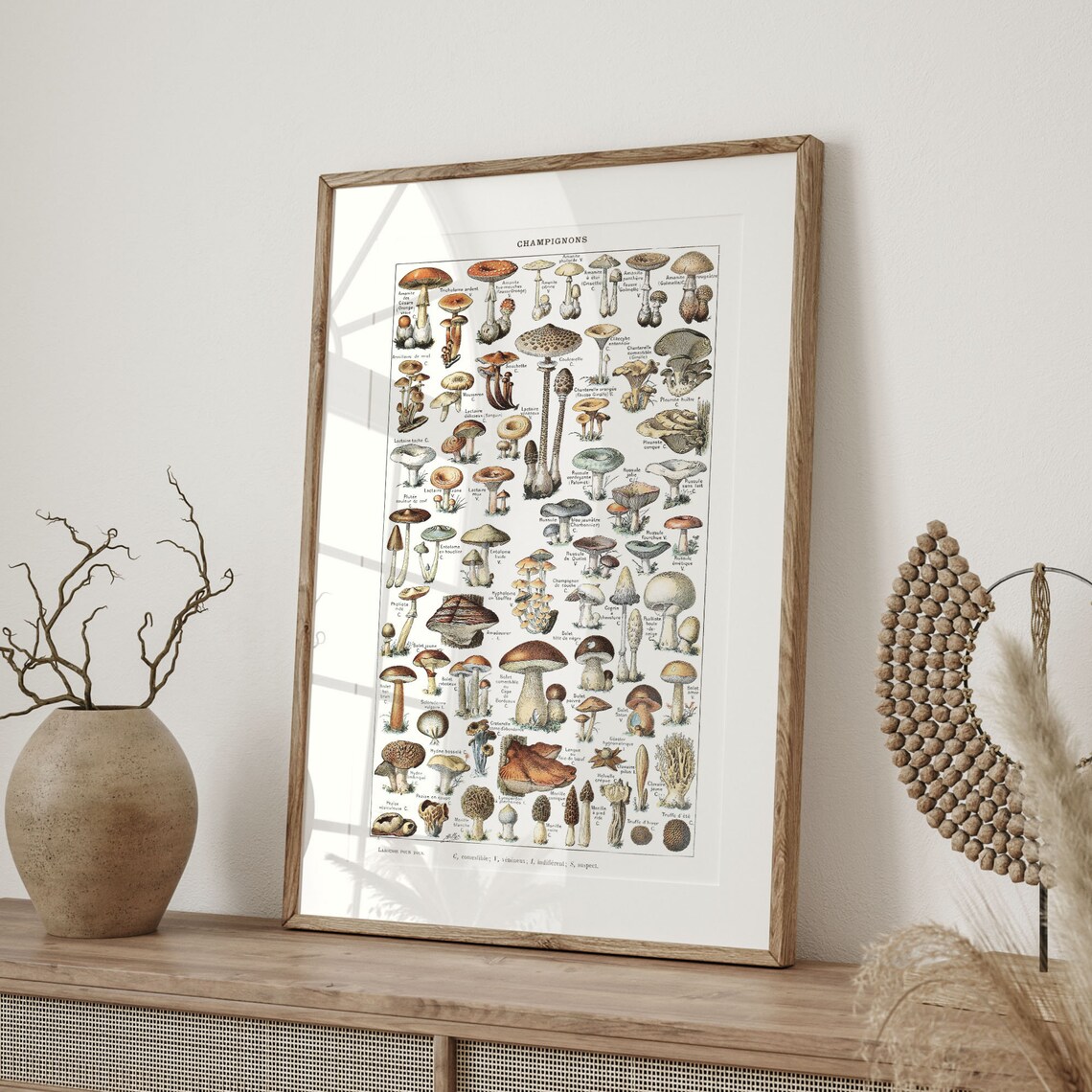 Adolphe Millot Mushroom Science Illustration, Vintage Poster - Image 4