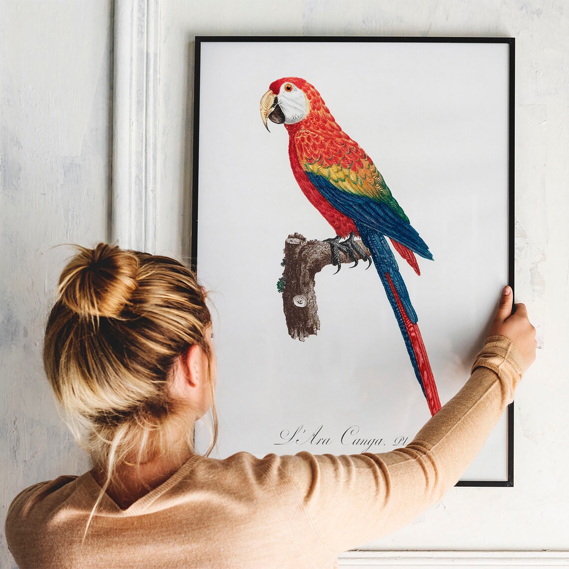 Scarlet Macaw Ara Canga Antique Parrot Bird Engraving Poster - Image 3