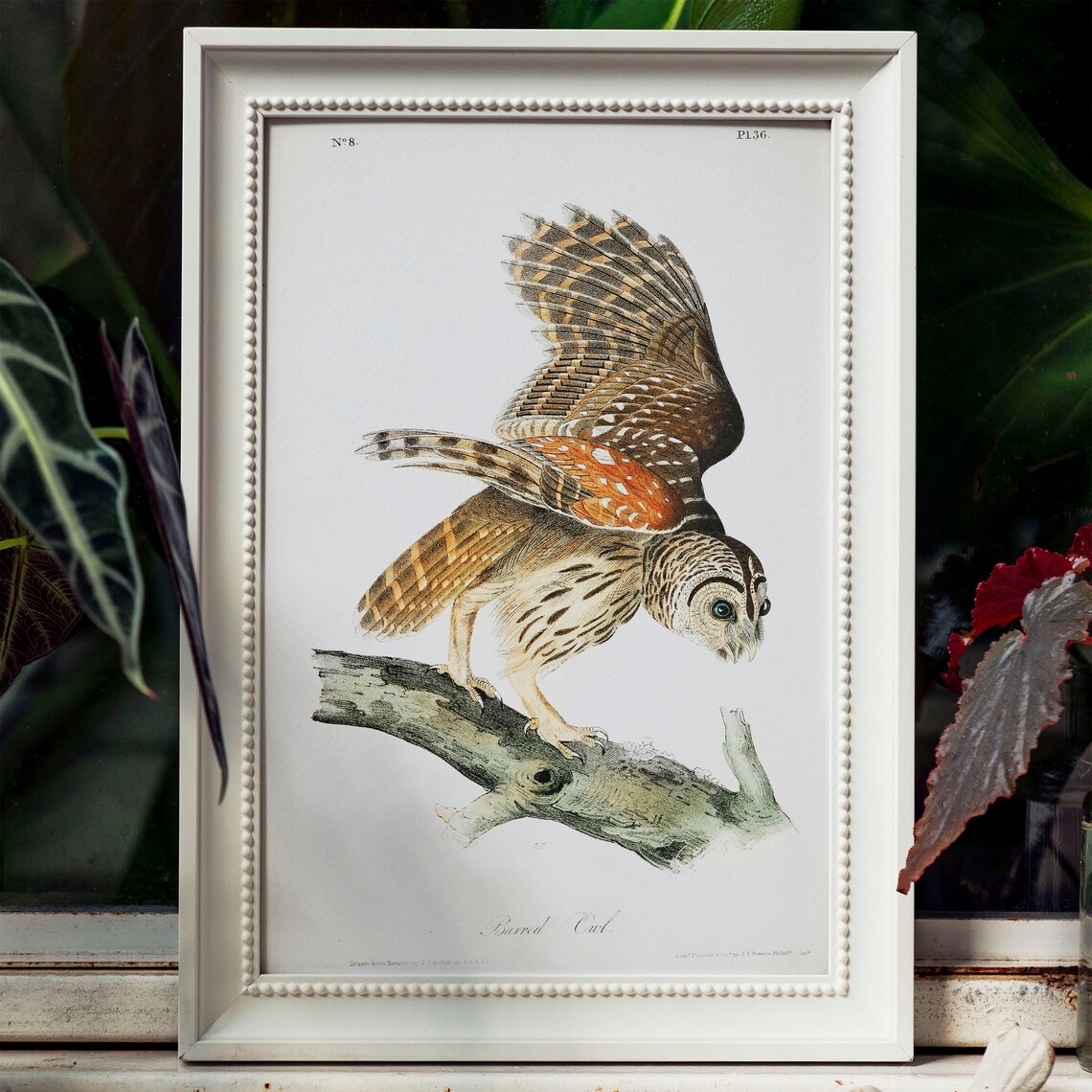 Barred Owl Antique Bird Drawing Vintage Art Print