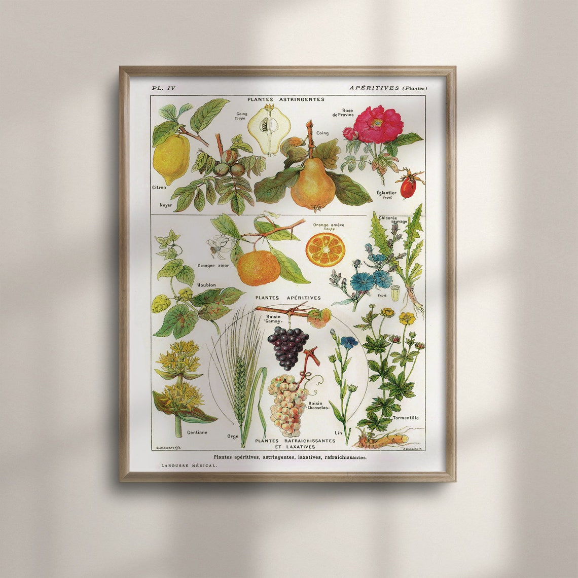 Vintage Larousse Medical Botanical Plate Citrus Grapes Herbs Poster