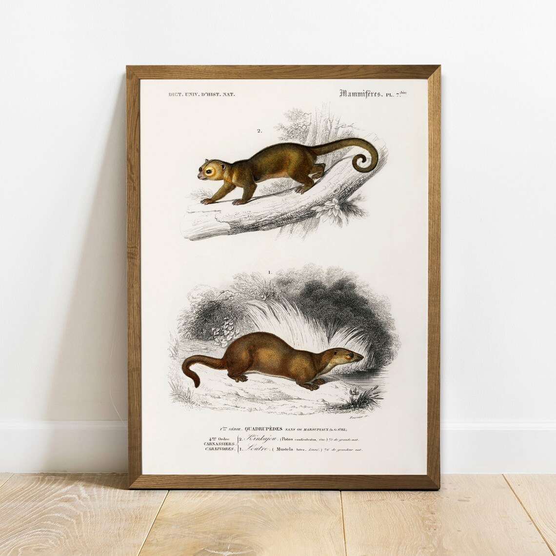 Antique Kinkajou Otter Natural History Mammals Vintage Wildlife Poster