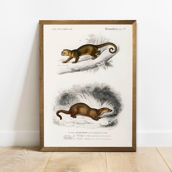 Antique Kinkajou Otter Natural History Mammals Vintage Wildlife Poster