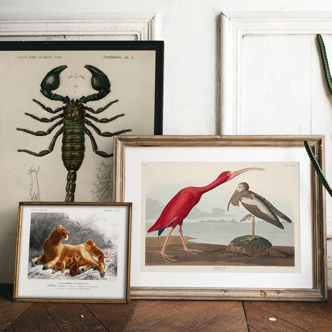 Scarlet Ibis Vintage Bird Drawing Art Print - Image 2